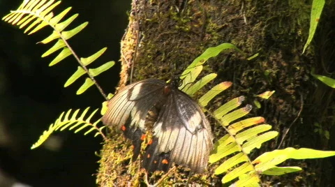   butterfly on tree moss Stock Footage 156222