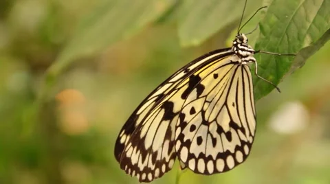 Butterfly Tree Nymph Vidéo 46559009