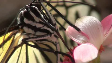 BUTTERFLY TREE NYMPH- MACRO Stock Footage 10875683