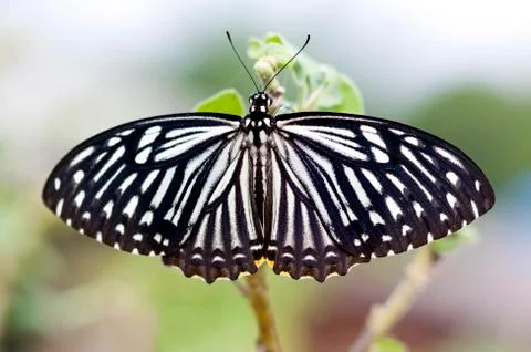 Butterfly on the tree Stock Photos
