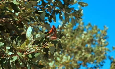 Butterfly on a tree Stock Photos
