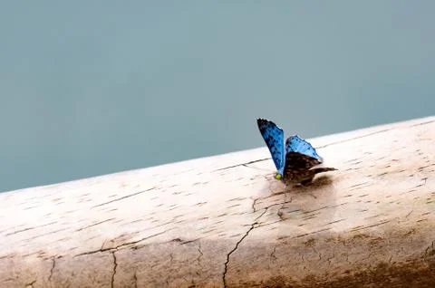 Butterfly on a tree Stock Photos