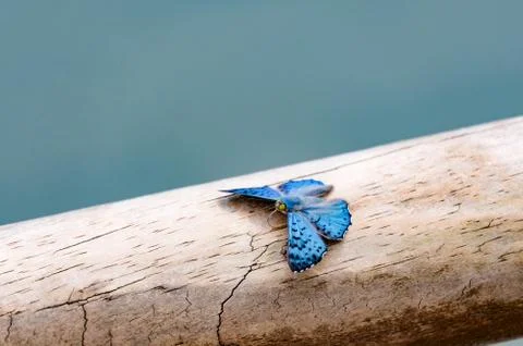 Butterfly on a tree Stock Photos