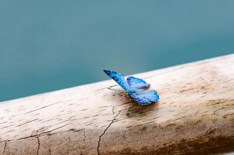 Butterfly on a tree Stock Photos