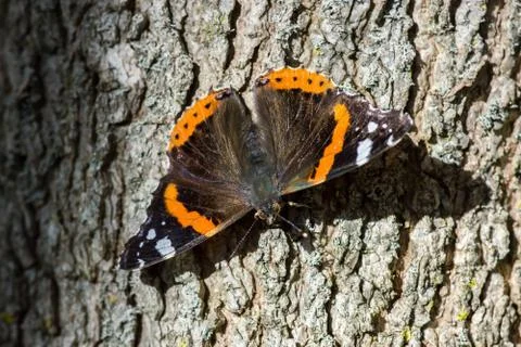 Butterfly on the tree Stock Photos