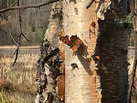 Butterfly on a Tree Stock Photos