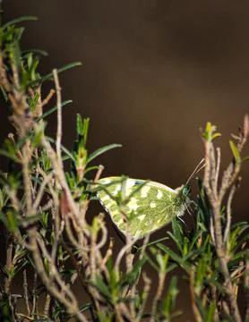Butterfly on tree Foto stock