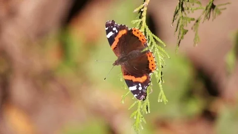 Butterfly on a tree, slow motion Video stock 80492143