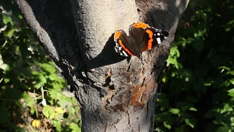 Butterfly on a tree trunk close-up, wind sunny day Video stock 94914742