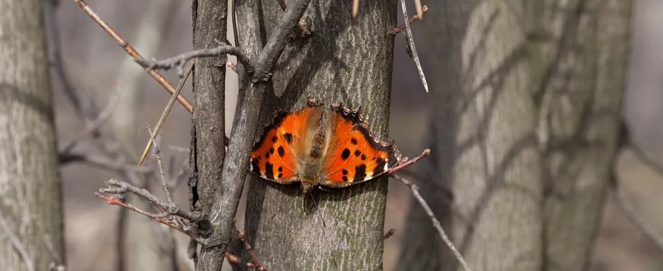 Butterfly on tree trunk in forest Stock Photos