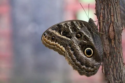Butterfly on the tree trunk Stock Photos