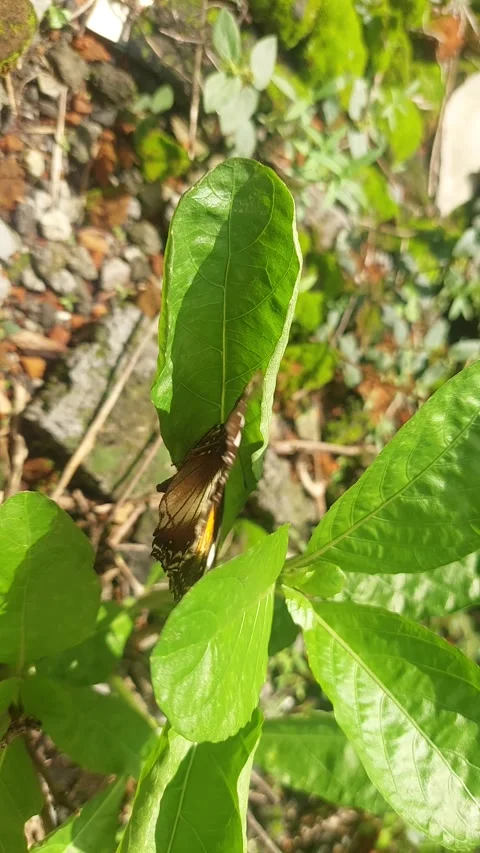Butterfly Trembling Wings on Leaf Stock Footage 295283569
