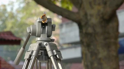 Butterfly on the tripod Vidéo 12426894
