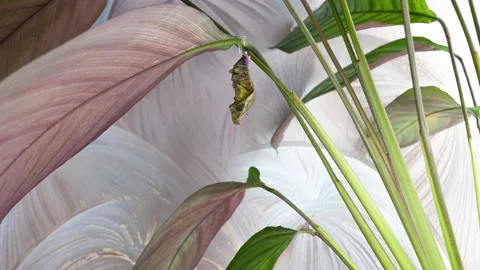 Butterfly Troides hatching out of pupa to butterfly Timelapse 4K Stock-Footage 229721086