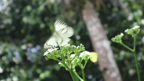 Butterfly on tropical white flower. Stock Footage 219760853