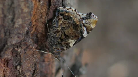 Butterfly in the Trunk Stock Footage 135840124