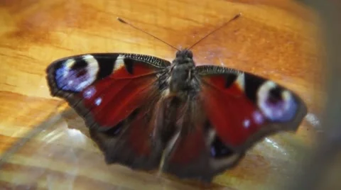Butterfly trying to break free from captivity. Stock Footage 49291446