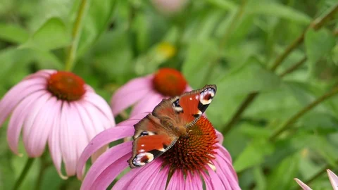 The butterfly turns and develops the proboscis. 스톡 동영상 117333575