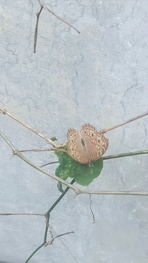 Butterfly on Twigs, Vertical Stock-Footage 305366469
