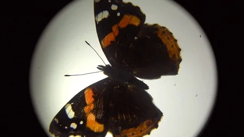 Butterfly Under The Lens (1) Stock Footage 98304008