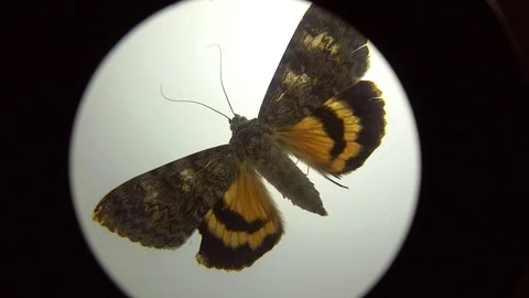 Butterfly Under The Lens (2) Stock Footage 98304177