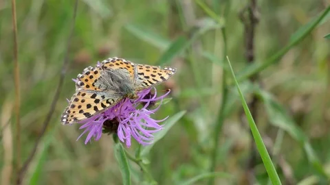 The butterfly untwists a proboscis. Video stock 117222149
