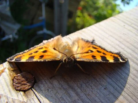 Butterfly urticaria Photos