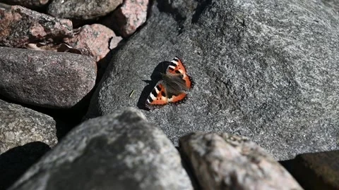 Butterfly urticaria takes off from the stone in spring Stock Footage 181992899