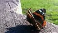 Butterfly Vanessa Atalanta HD Footage
