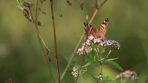 Butterfly - Vanessa Cardui Stock Footage 280199951