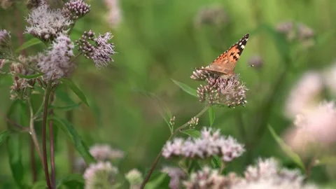 Butterfly - Vanessa Cardui Stock Footage 280200211