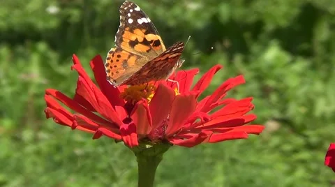 Butterfly Vanesse cardui Stock Footage 60227256