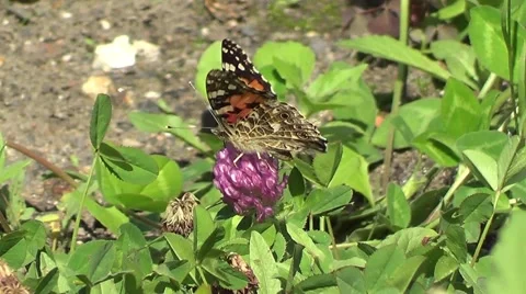 Butterfly Vanesse cardui Stock Footage 60227338