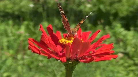Butterfly Vanesse cardui on red flower Stock Footage 60227341