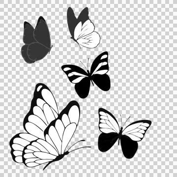 Butterfly vector animation background with minimalist monochrome line art style 스톡 일러스트