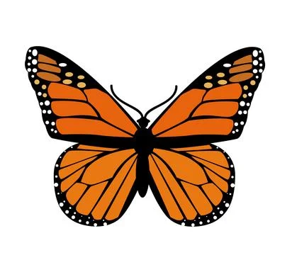 Butterfly. Vector illustration design Stock Illustration