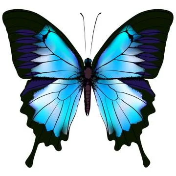 Butterfly vector illustration Stock Illustration