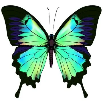 Butterfly vector illustration Stock Illustration