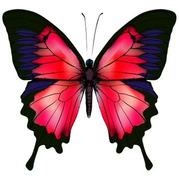 Butterfly. Vector illustration Stock Illustration