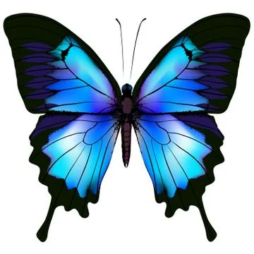 Butterfly vector illustration Stock Illustration