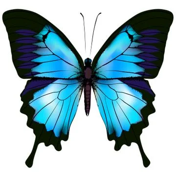 Butterfly vector illustration Stock Illustration