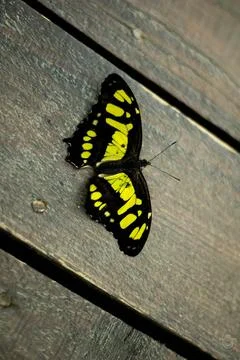 Butterfly with a very interesting pattern with yellow and black on its wings Stock Photos