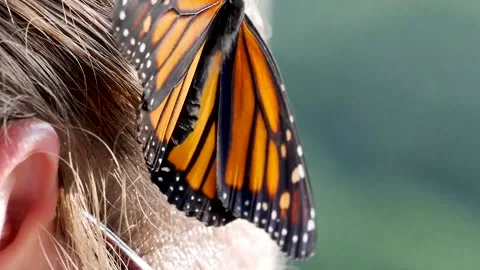 Butterfly video Stock Footage 156959156