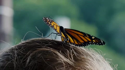 Butterfly video1 Stock Footage 156959160