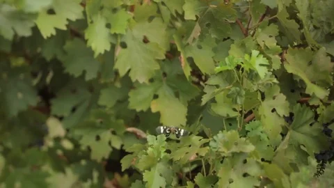 Butterfly in vines Stock Footage 73917715