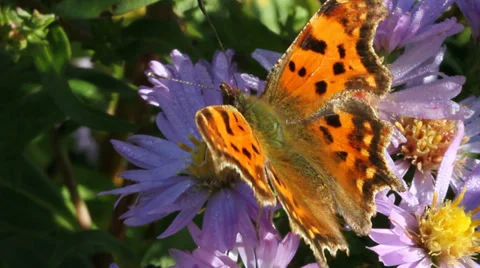 Butterfly on the violet flower. Stockbeeldmateriaal 32169294