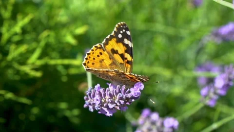 Butterfly on a violet flower Stock Footage 113749824