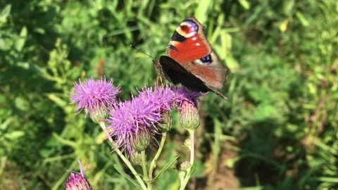 Butterfly on a violet flower Stock Footage 135213957