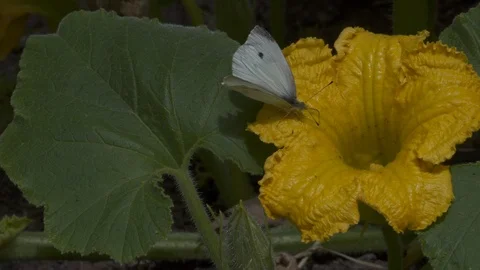 Butterfly visits Pumpkin Stock Footage 87656044
