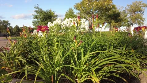 A butterfly visting flowers Stock Footage 247328571